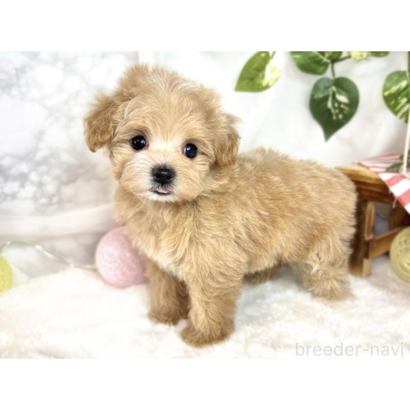 成約済の滋賀県のマルプー:マルチーズ×トイプードル-408969の2枚目